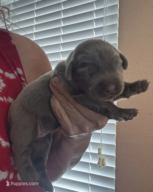 Silver Athena – Labrador Retriever puppy for sale in San Antonio, TX