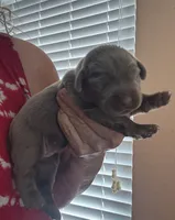 Silver Athena, a female Labrador Retriever for sale in San Antonio, TX – 1 of 5