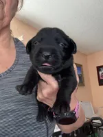 Zoro, a male Labrador Retriever for sale in San Antonio, TX – 2 of 3