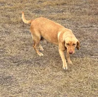 Silver Rex, a female Labrador Retriever for sale in San Antonio, TX – 3 of 4