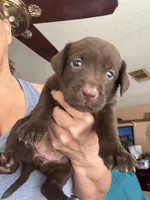 Cindy, a female Labrador Retriever for sale in San Antonio, TX – 3 of 5