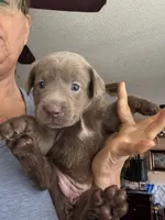 Silver Bell, a female Labrador Retriever for sale in San Antonio, TX – 3 of 7