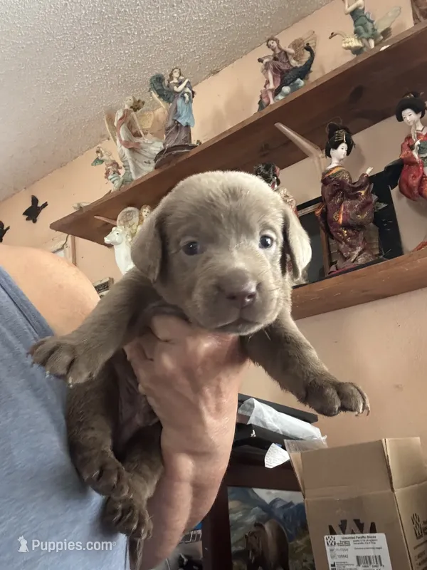 Silver Rex – Labrador Retriever puppy for sale in San Antonio, TX