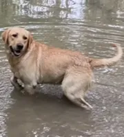 Daisy, a female Labrador Retriever for sale in San Antonio, TX – 5 of 6
