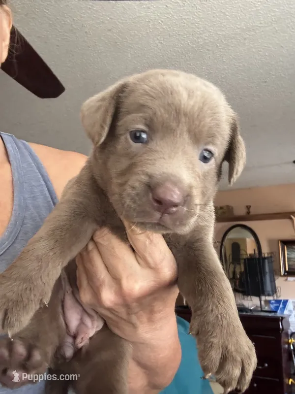 Silver Bell – Labrador Retriever puppy for sale in San Antonio, TX
