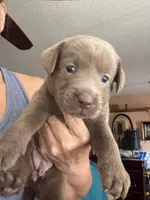 Silver Bell, a female Labrador Retriever for sale in San Antonio, TX – 1 of 7