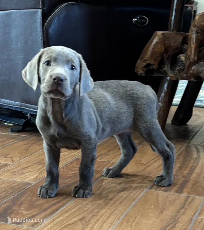 Silver Rex – Labrador Retriever puppy for sale in San Antonio, TX
