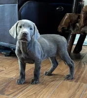 Silver Rex, a female Labrador Retriever for sale in San Antonio, TX – 1 of 10