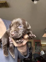 Hershey, a female Labrador Retriever for sale in San Antonio, TX – Photo 3 of 3