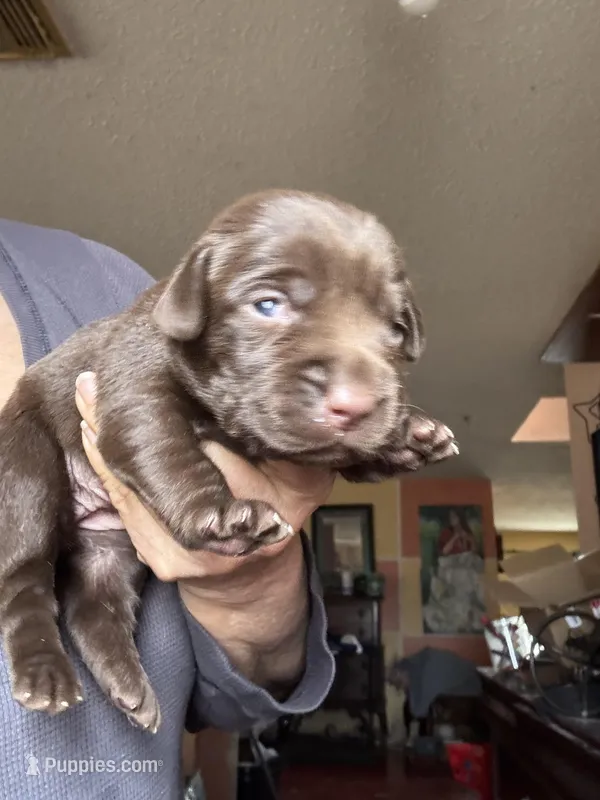Hershey, a female Labrador Retriever for sale in San Antonio, TX – Photo 1 of 3