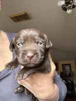 Hershey, a female Labrador Retriever for sale in San Antonio, TX – Photo 2 of 3