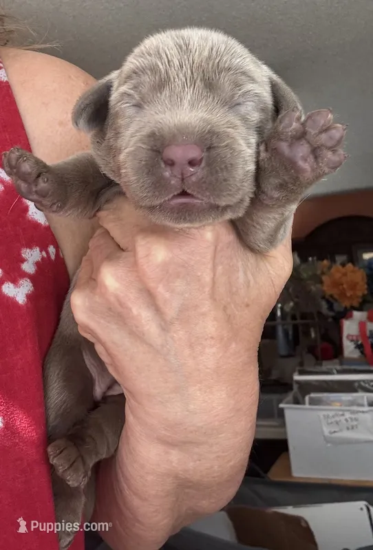 Silver Bell – Labrador Retriever puppy for sale in San Antonio, TX