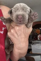 Silver Bell, a female Labrador Retriever for sale in San Antonio, TX – 1 of 4