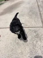 Shadow, a male Miniature Goldendoodle for sale in Charlotte, NC – 1 of 2