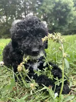 Shadow, a male Miniature Goldendoodle for sale in Charlotte, NC – 2 of 2