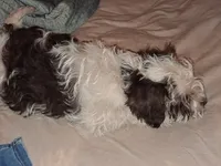 Snoopy, a male Schnoodle for sale in Troy, MO – 10 of 10