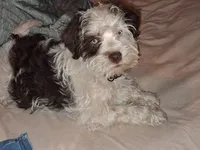 Snoopy, a male Schnoodle for sale in Troy, MO – 8 of 10