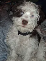 Snoopy, a male Schnoodle for sale in Troy, MO – 9 of 10