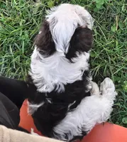Spot, a male Schnoodle for sale in Troy, MO – Photo 2 of 9