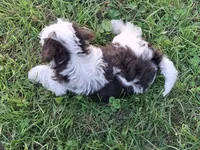 Spot, a male Schnoodle for sale in Troy, MO – Photo 6 of 9
