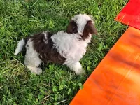 Spot, a male Schnoodle for sale in Troy, MO – Photo 8 of 9