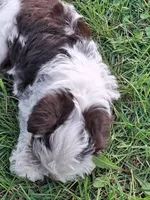 Spot, a male Schnoodle for sale in Troy, MO – Photo 5 of 9