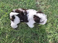Spot, a male Schnoodle for sale in Troy, MO – Photo 9 of 9
