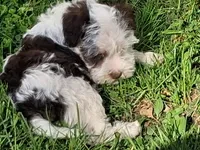 Spot, a male Schnoodle for sale in Troy, MO – Photo 3 of 9
