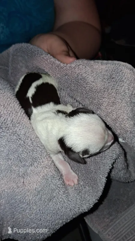 Boy 1, a male Schnoodle for sale in Troy, MO – Photo 1 of 2