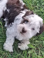 Spot, a male Schnoodle for sale in Troy, MO – Photo 1 of 9