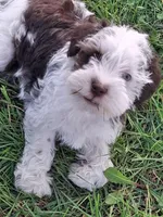 Spot, a male Schnoodle for sale in Troy, MO – Photo 4 of 9