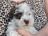 Spot, a male Schnoodle for sale in Troy, MO – Photo 7 of 9