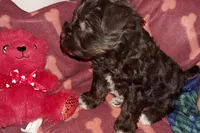 Cypress, a female Miniature Schnauzer and Yorkshire Terrier for sale in Troy, MO – Photo 2 of 10