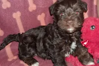 Cypress, a female Miniature Schnauzer and Yorkshire Terrier for sale in Troy, MO – Photo 1 of 10