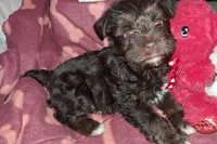 Cypress, a female Miniature Schnauzer and Yorkshire Terrier for sale in Troy, MO – Photo 9 of 10