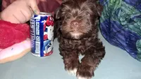 Cypress, a female Miniature Schnauzer and Yorkshire Terrier for sale in Troy, MO – Photo 10 of 10