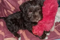 Cypress, a female Miniature Schnauzer and Yorkshire Terrier for sale in Troy, MO – Photo 5 of 10