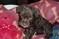 Cypress, a female Miniature Schnauzer and Yorkshire Terrier for sale in Troy, MO – Photo 6 of 10