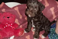 Cypress, a female Miniature Schnauzer and Yorkshire Terrier for sale in Troy, MO – Photo 7 of 10