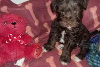 Cypress, a female Miniature Schnauzer and Yorkshire Terrier for sale in Troy, MO – Photo 8 of 10
