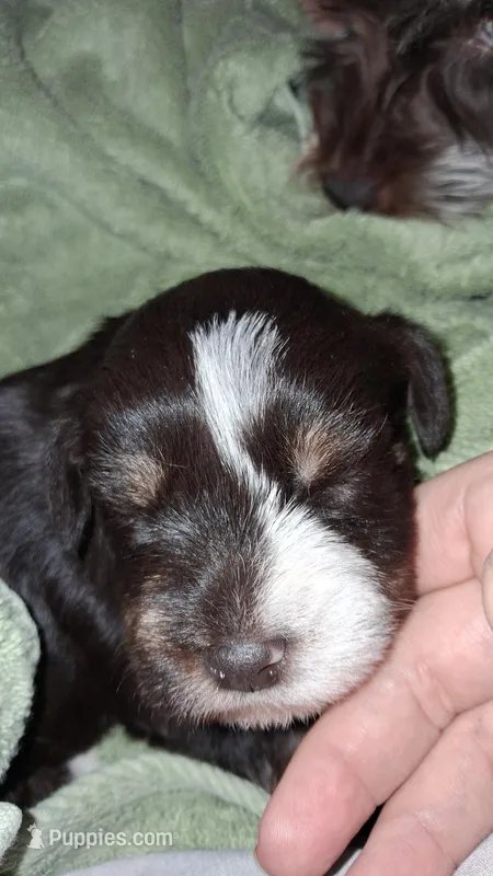 Midnight – Schnoodle puppy for sale in Troy, MO