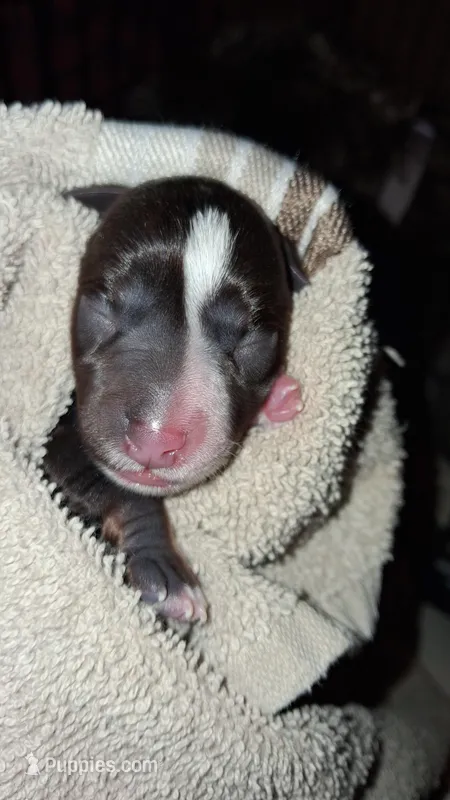 Boy 3, a male Schnoodle for sale in Troy, MO – Photo 1 of 1