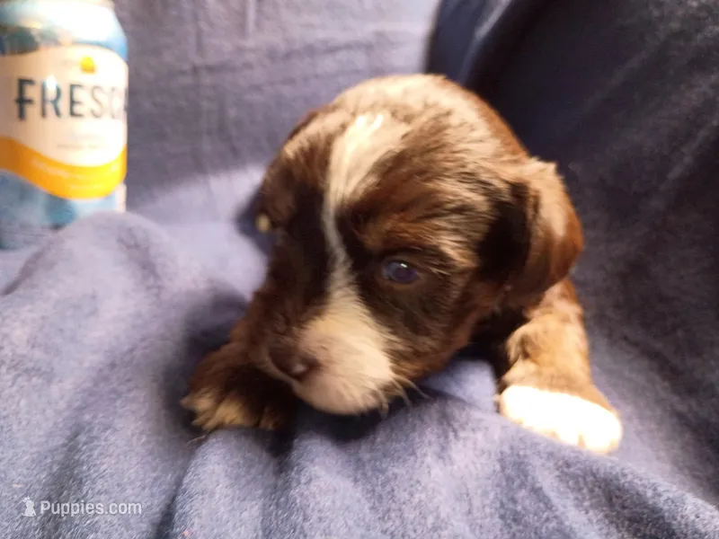 Midnight – Schnoodle puppy for sale in Troy, MO