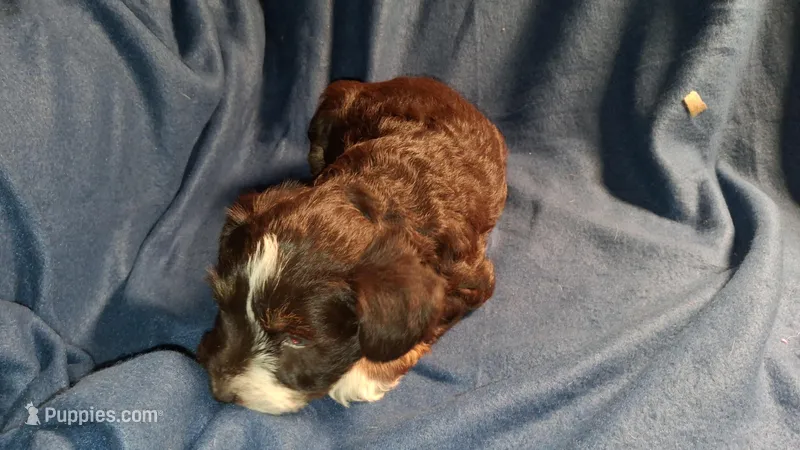 Moonbeam – Schnoodle puppy for sale in Troy, MO