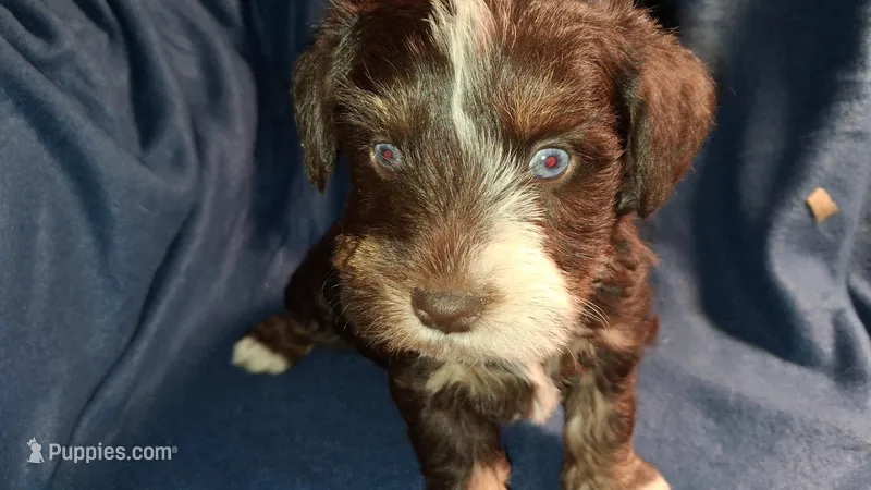 Midnight – Schnoodle puppy for sale in Troy, MO