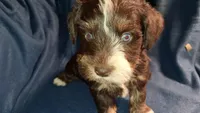 Midnight, a male Schnoodle for sale in Troy, MO – Photo 1 of 5