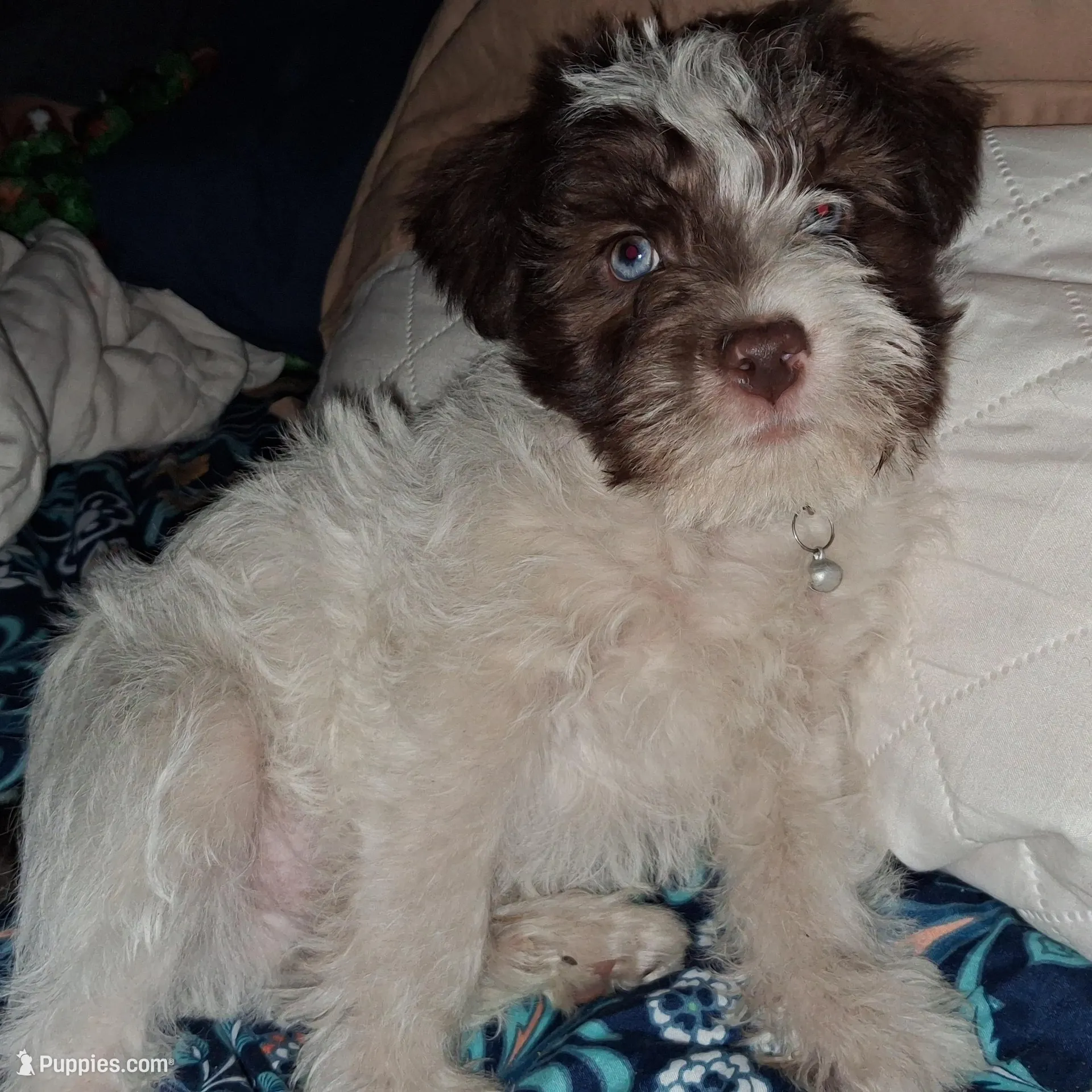 😍😍Aquarius, a male Miniature Schnauzer and Yorkshire Terrier for sale in Troy, MO – Photo 1 of 9