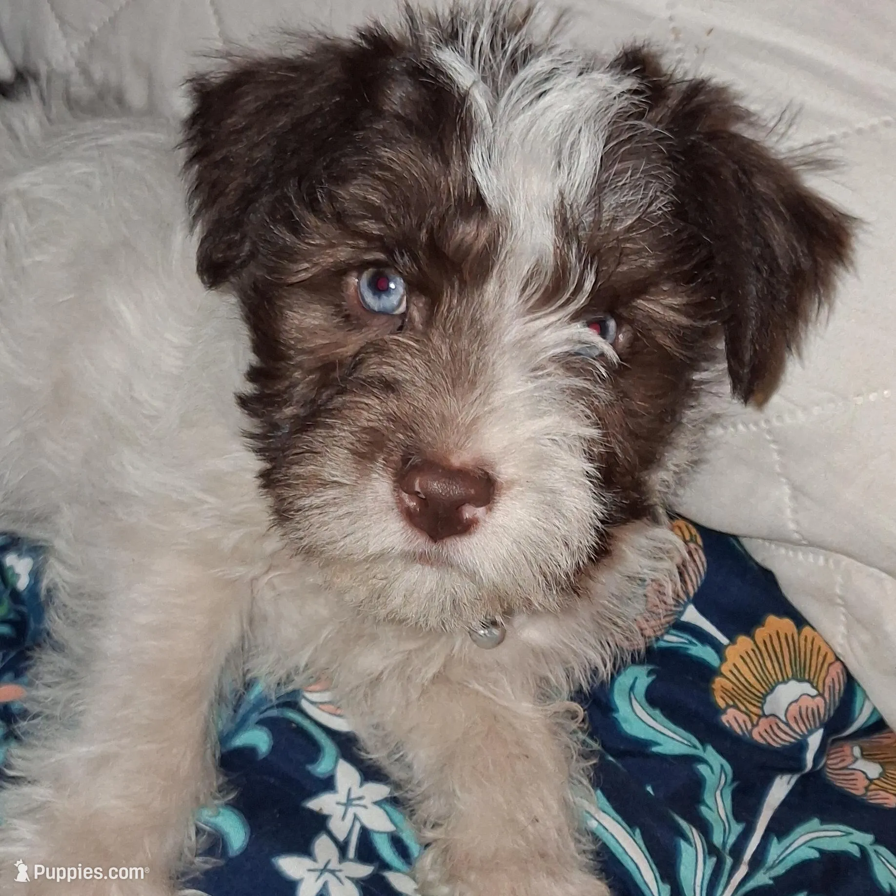 😍😍Aquarius, a male Miniature Schnauzer and Yorkshire Terrier for sale in Troy, MO – Photo 7 of 9