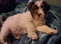 😍😍Aquarius, a male Miniature Schnauzer and Yorkshire Terrier for sale in Troy, MO – Photo 5 of 9