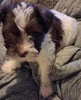 😍😍Aquarius, a male Miniature Schnauzer and Yorkshire Terrier for sale in Troy, MO – Photo 3 of 9